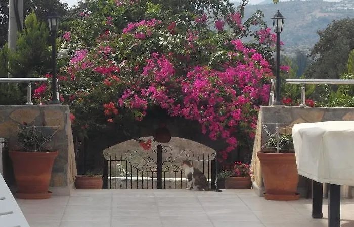 Lemon Tree